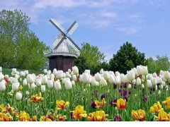 荷蘭市場(chǎng)投資攻略，外國人如何注冊公司？